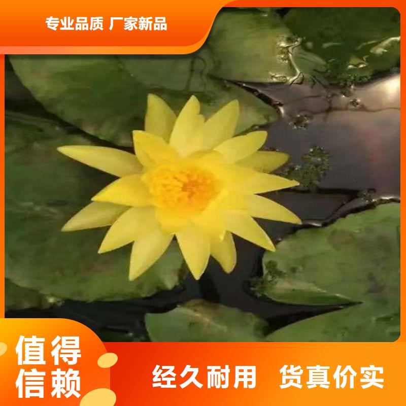 荷花苗零售備貨充足