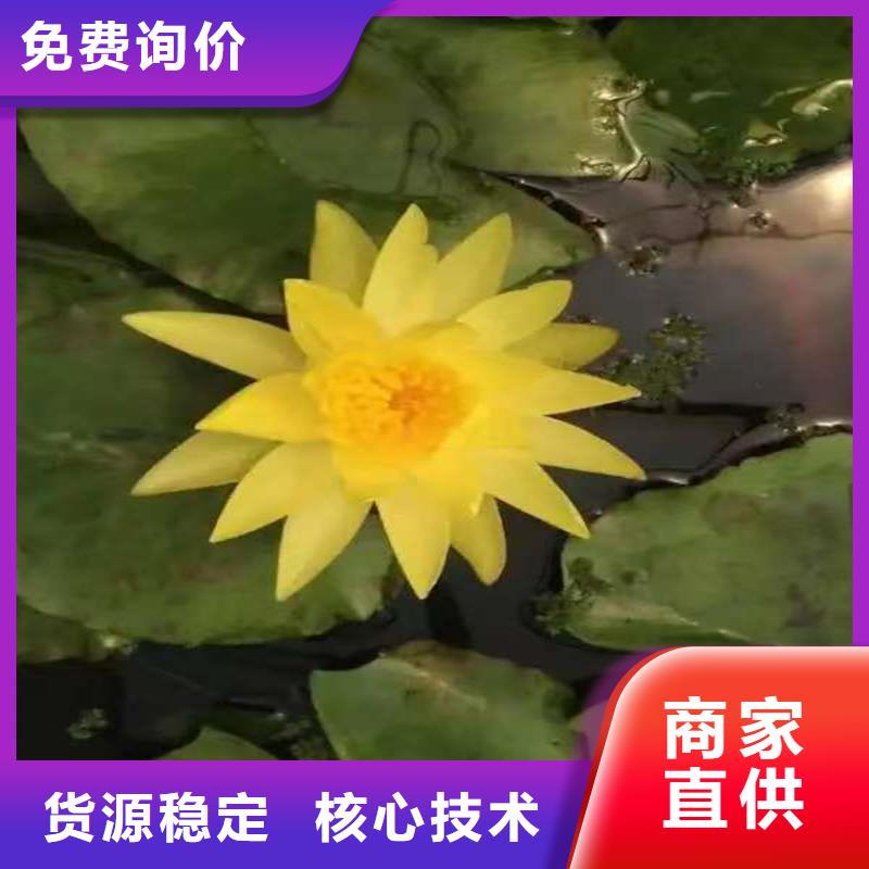 規(guī)格全的適應(yīng)廣荷花苗供貨商
