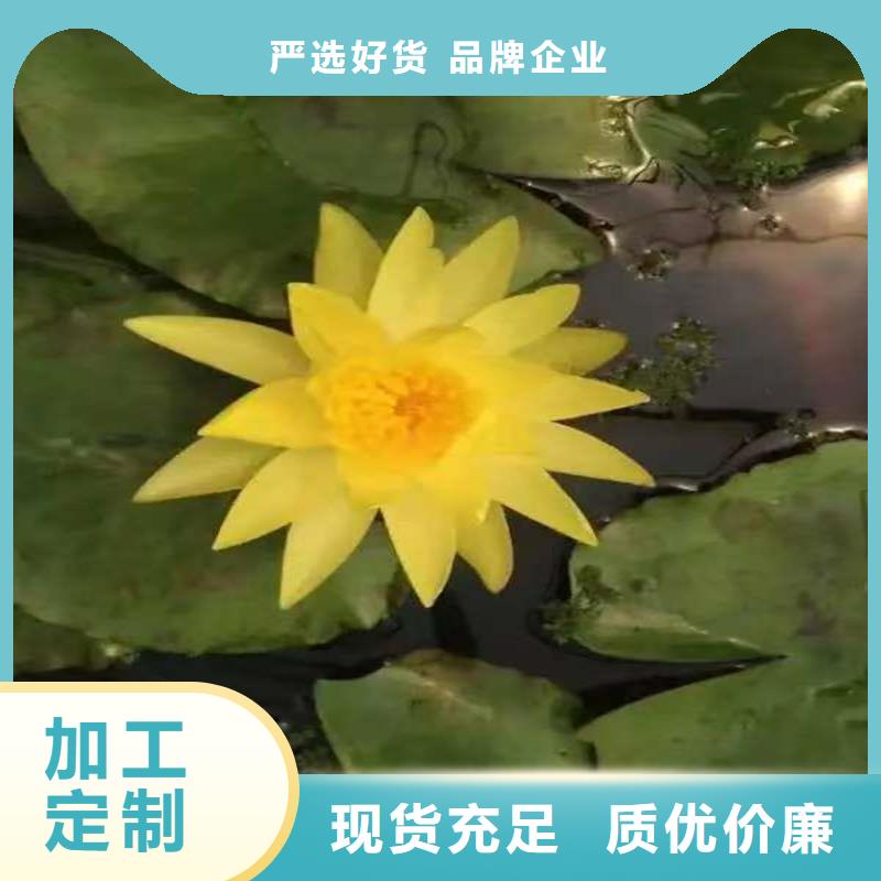 荷花苗荷花藕苗用品質(zhì)贏得客戶信賴