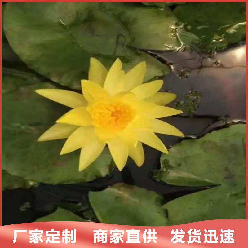 優(yōu)惠的稀有荷花苗廠家