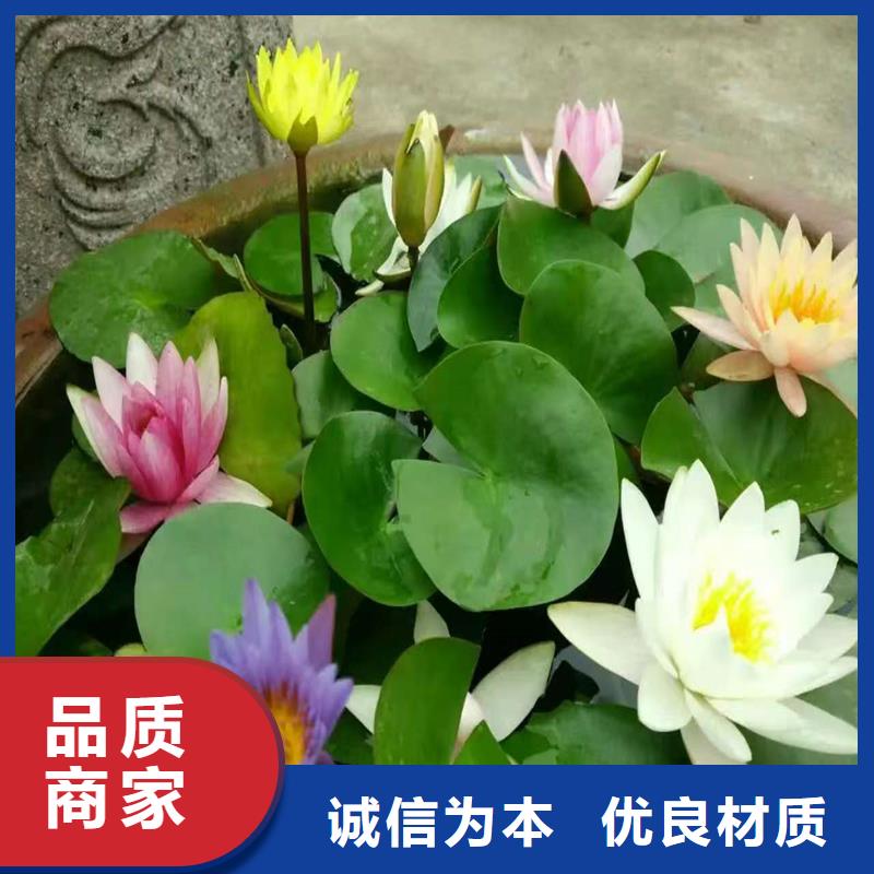 生產(chǎn)微型荷花苗廠(chǎng)家-可定制