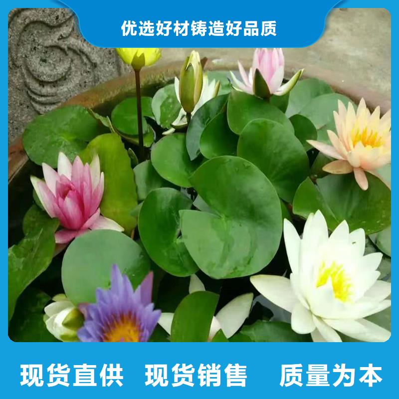 荷花苗批發(fā)廠家制造生產(chǎn)