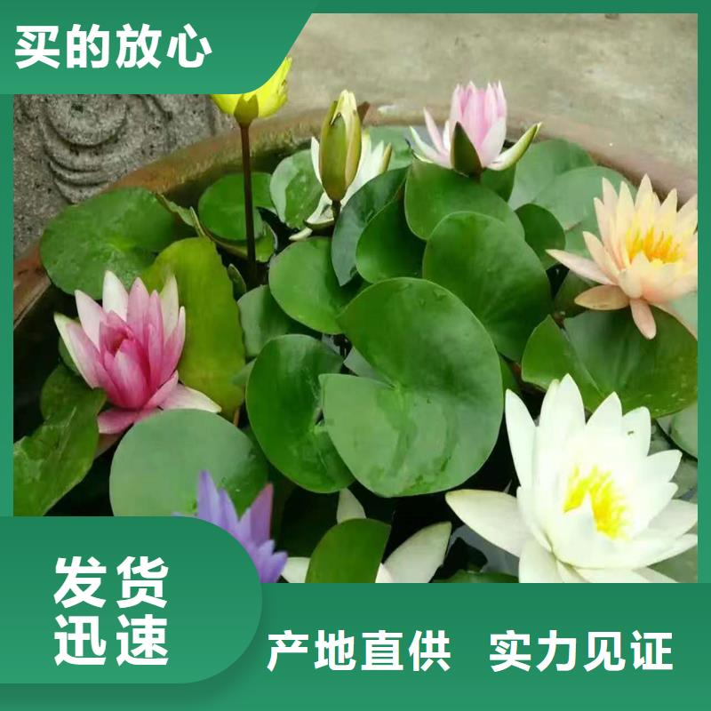花型美荷花苗現(xiàn)貨定做