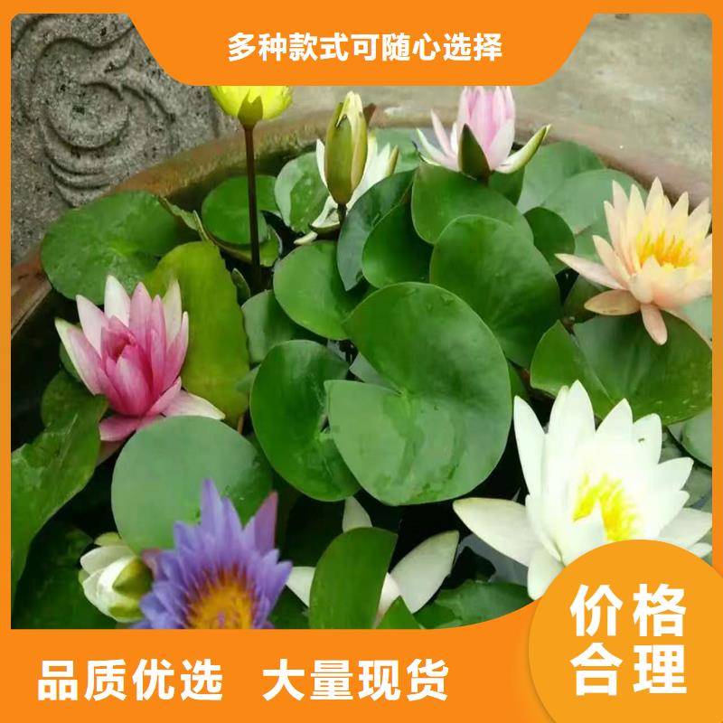 花色艷荷花苗貨源穩(wěn)定