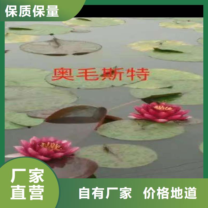 質(zhì)優(yōu)價廉的水生植物種苗銷售廠家