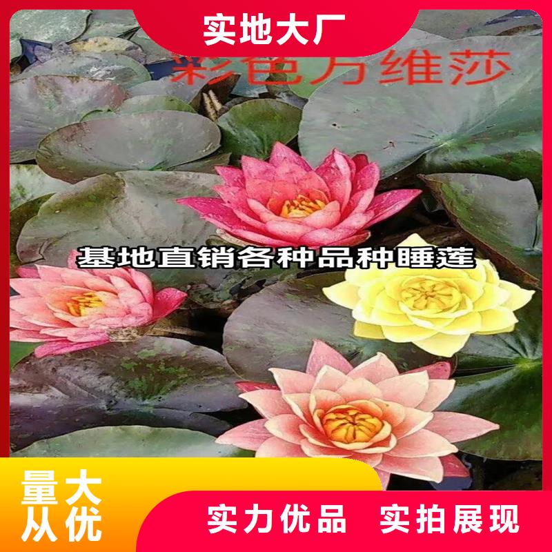 深水荷花苗物超所值