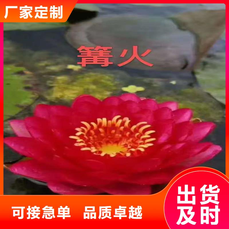 荷花苗荷花來圖定制