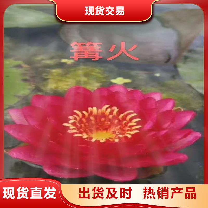 耐寒荷花苗批發(fā)-制作精良