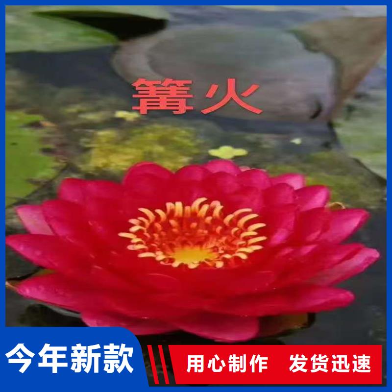 荷花苗耐寒荷花苗品牌專營