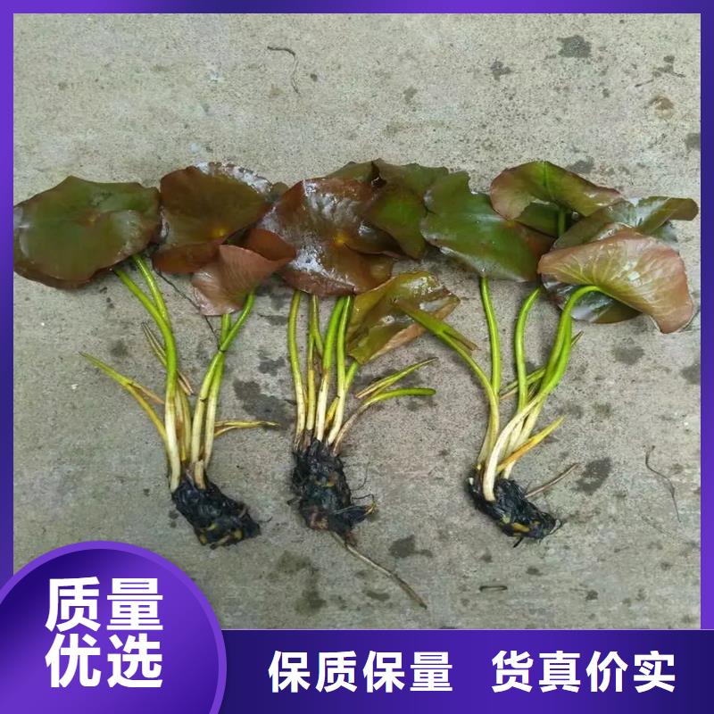 規(guī)格全的適應(yīng)廣荷花苗供貨商