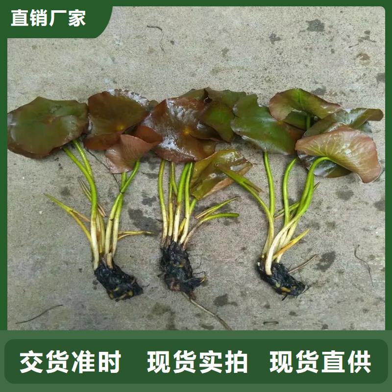 優(yōu)質(zhì)生長(zhǎng)快荷花苗的批發(fā)商