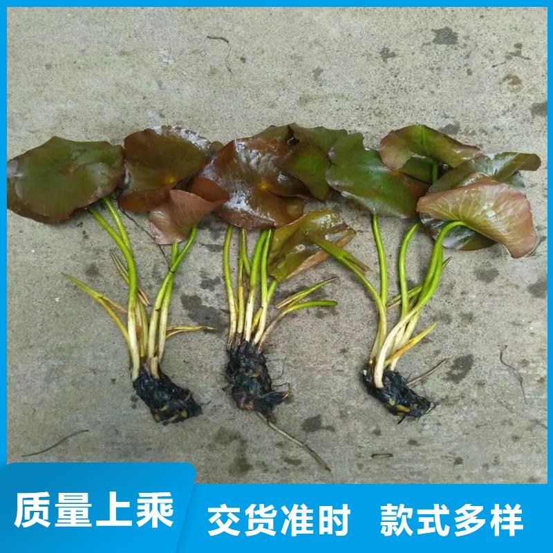 食用荷花苗-食用荷花苗供應(yīng)