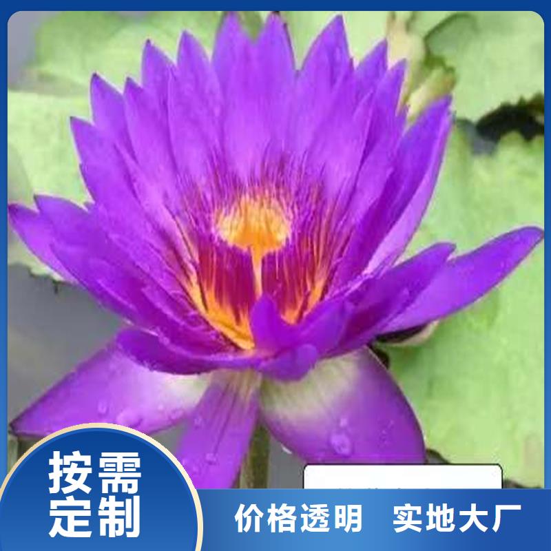 專業(yè)銷售微型荷花苗-大型廠家