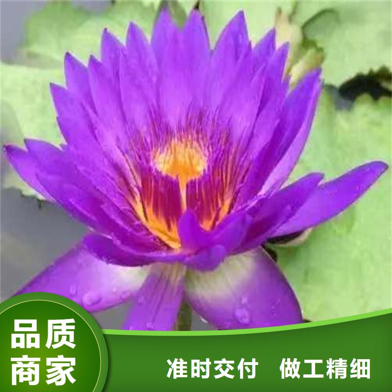 2025經(jīng)驗(yàn)豐富#粉色荷花苗定制#源頭廠家