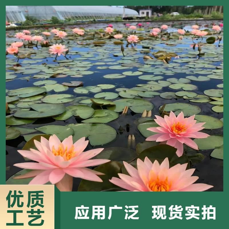 觀賞荷花苗優(yōu)質(zhì)源頭廠家
