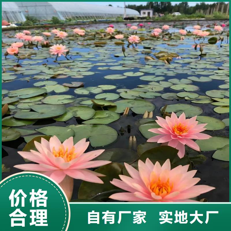 2025發(fā)貨快速#荷花苗長期合作#實體廠家