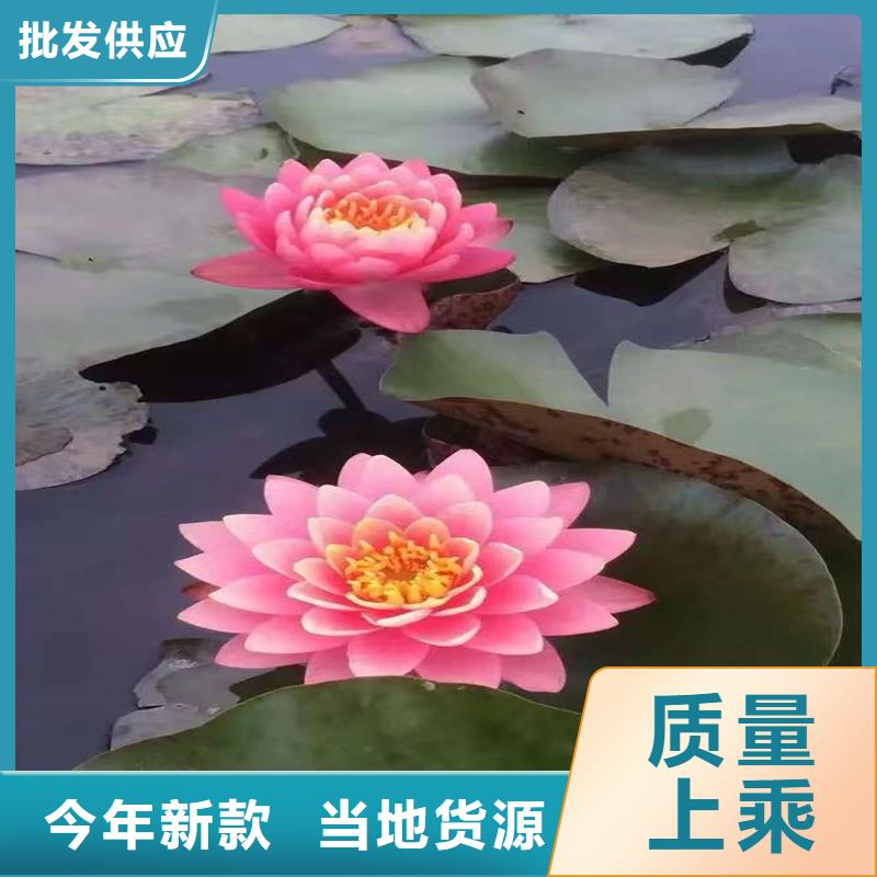 2025發(fā)貨快速#荷花苗長期合作#實體廠家