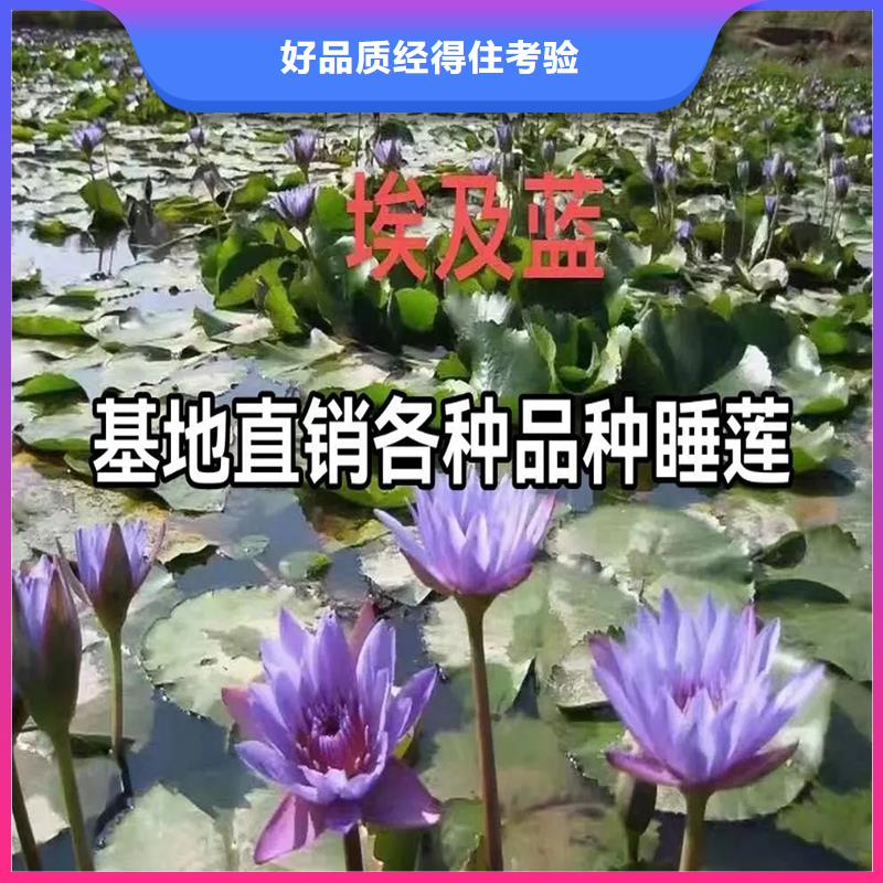 荷花苗湖泊綠化優(yōu)選廠商