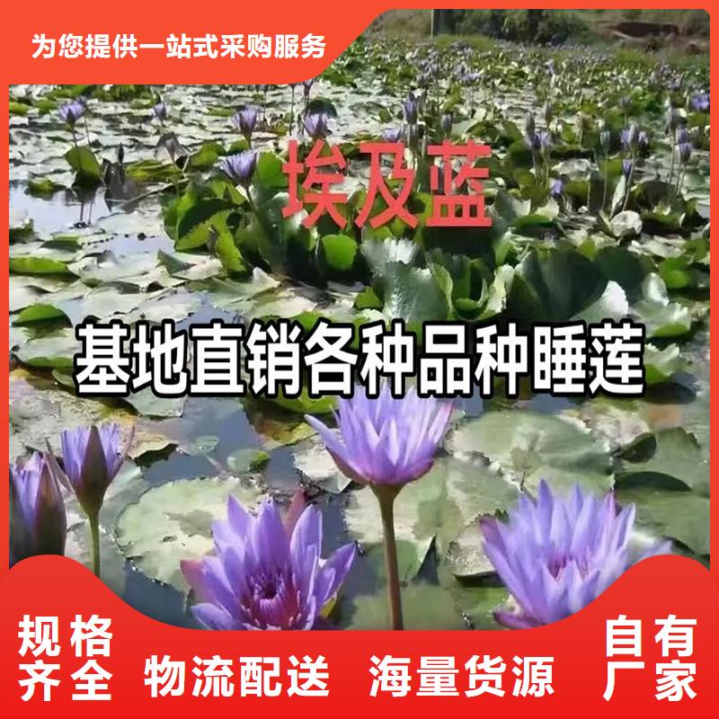 常年供應(yīng)花香濃荷花苗-省心