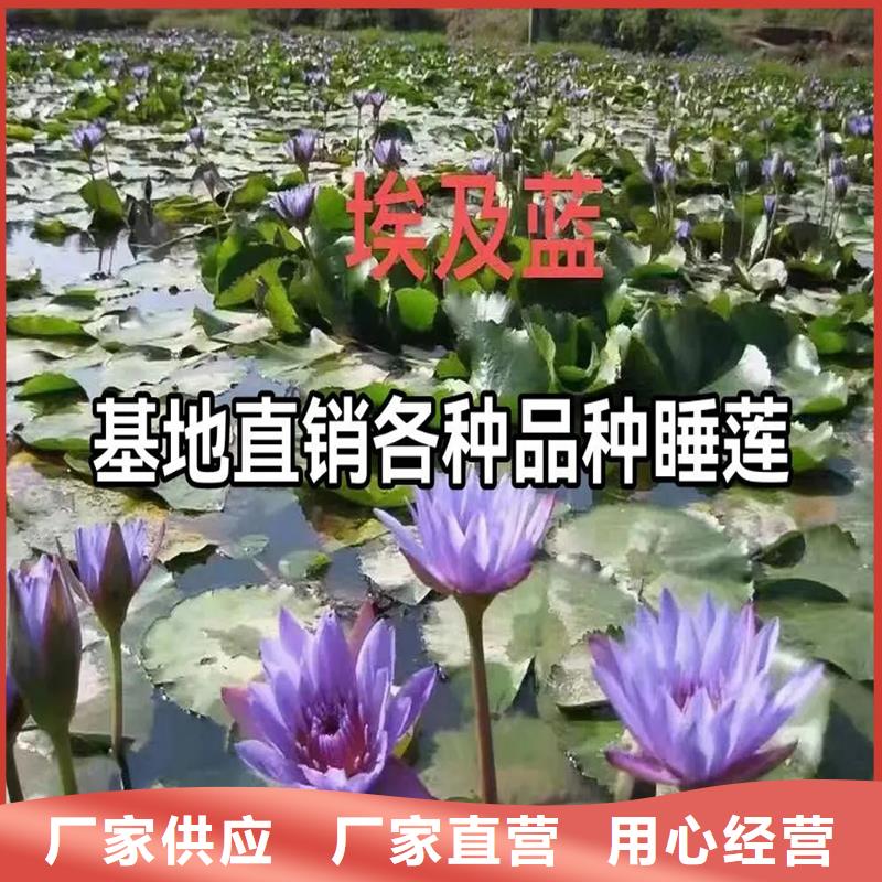 荷花苗觀賞荷花苗設計制造銷售服務一體