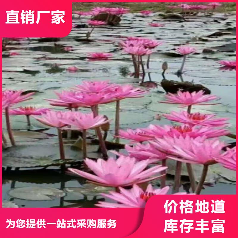 【圖】精品荷花苗廠家批發(fā)