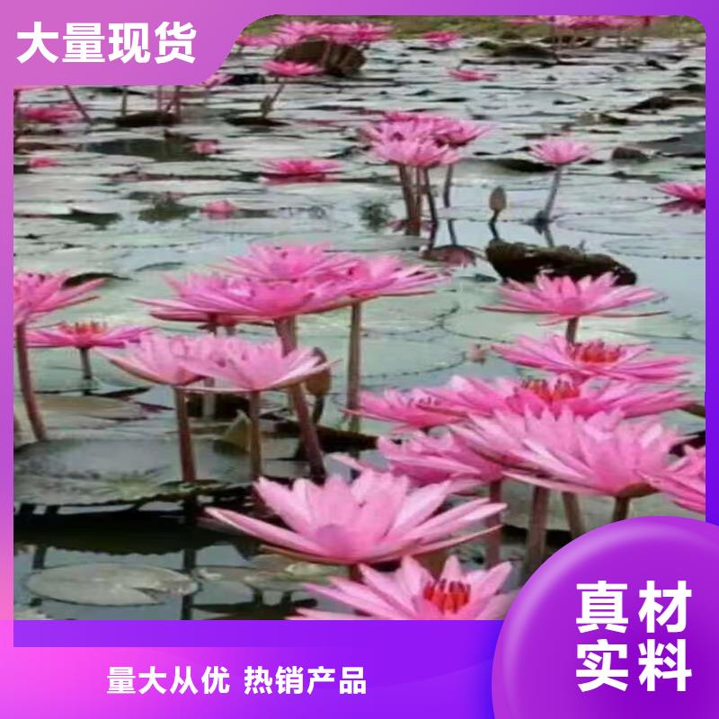 荷花苗耐寒荷花苗工廠直供