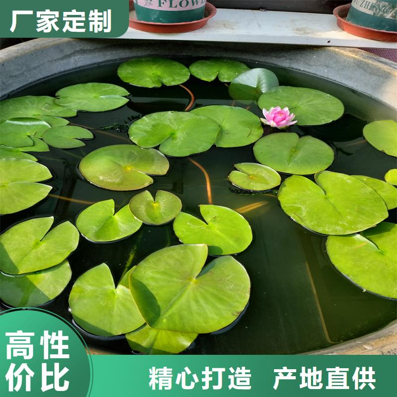 荷花苗荷花種苗產(chǎn)地源頭好貨