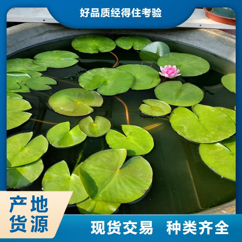 荷花苗大型荷花苗現(xiàn)貨充裕