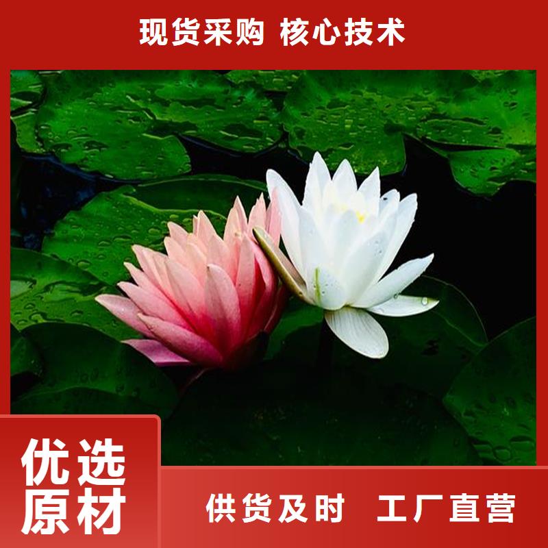 生產(chǎn)微型荷花苗廠家-可定制