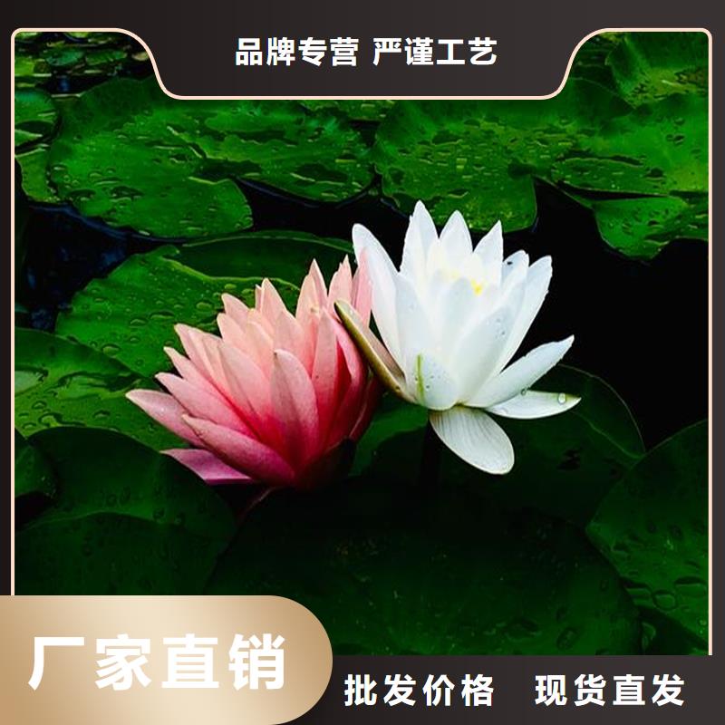 觀賞荷花苗優(yōu)質(zhì)源頭廠家