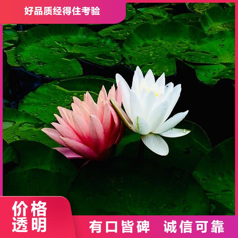 質(zhì)優(yōu)價廉的水生植物種苗銷售廠家
