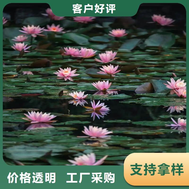 生產(chǎn)微型荷花苗廠家-可定制