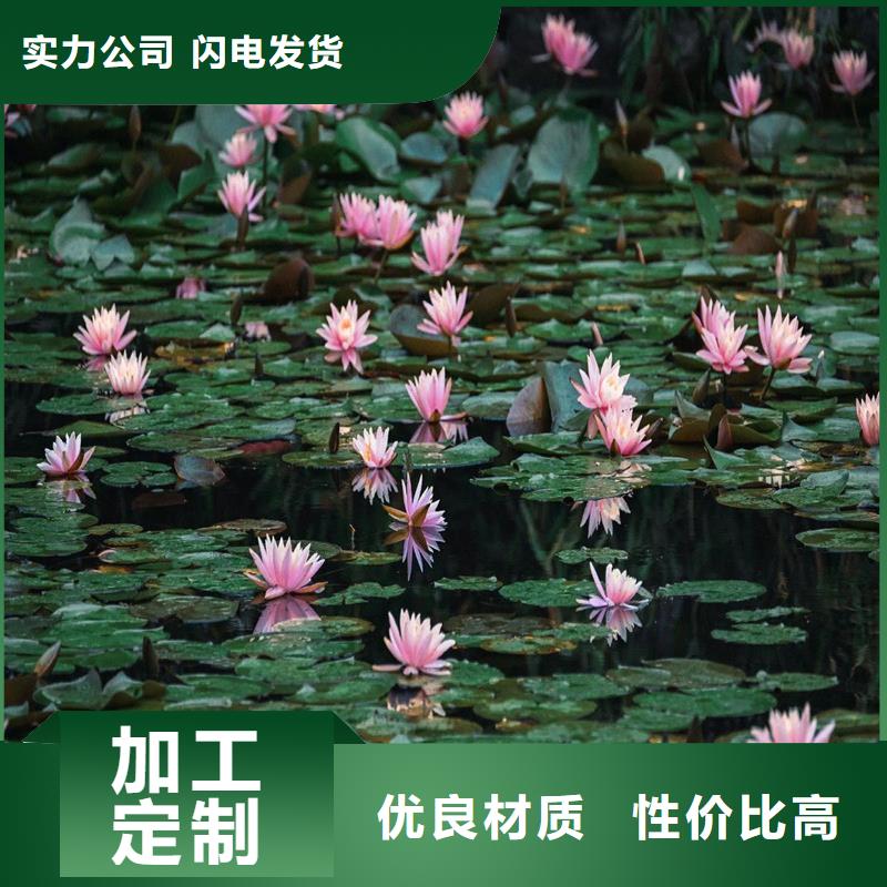 蓮藕苗可定制廠家