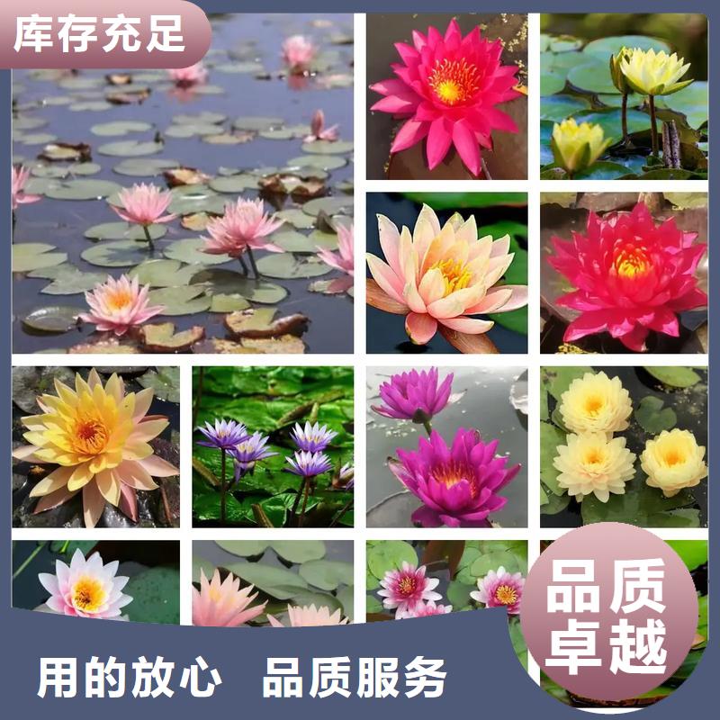 耐寒荷花苗批發(fā)-制作精良