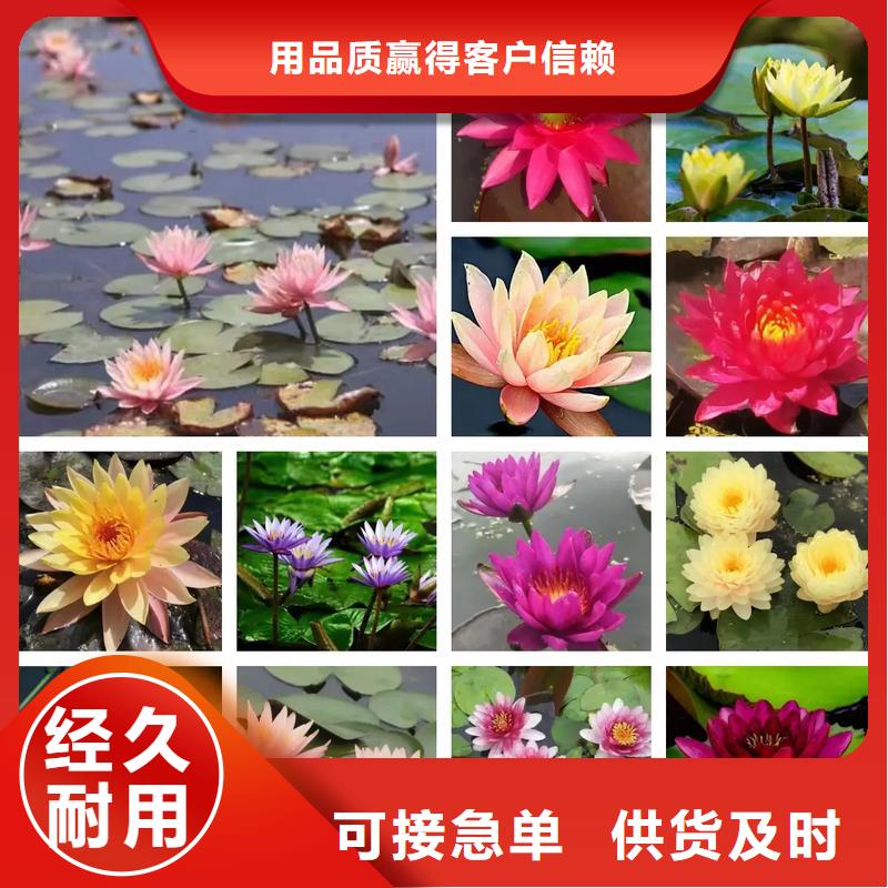 2025發(fā)貨快速#荷花苗長期合作#實體廠家
