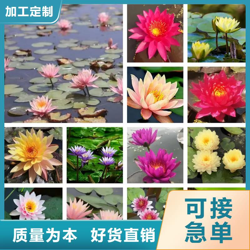 荷花苗荷花藕苗用品質(zhì)贏得客戶信賴