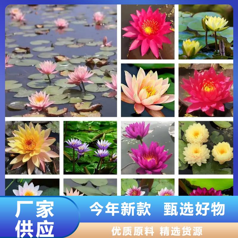 :水生植物種苗廠家