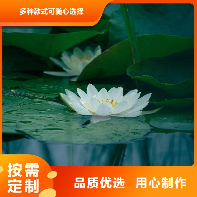 質(zhì)量?jī)?yōu)的經(jīng)濟(jì)型荷花苗現(xiàn)貨廠家
