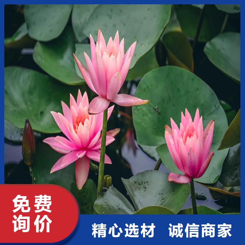 2025發(fā)貨快速#荷花苗長期合作#實體廠家