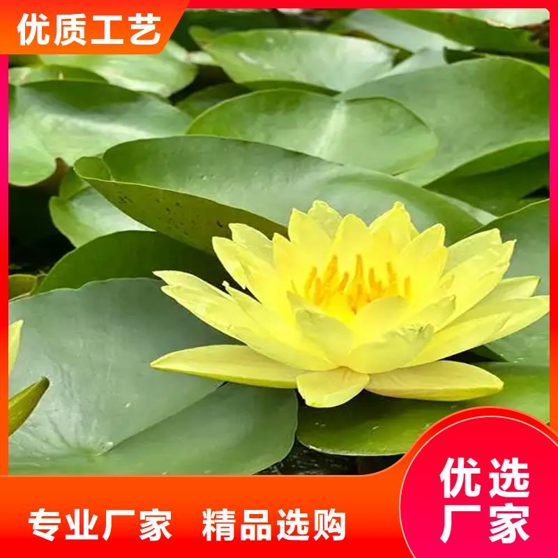 荷花苗技術(shù)指導(dǎo)優(yōu)質(zhì)售后