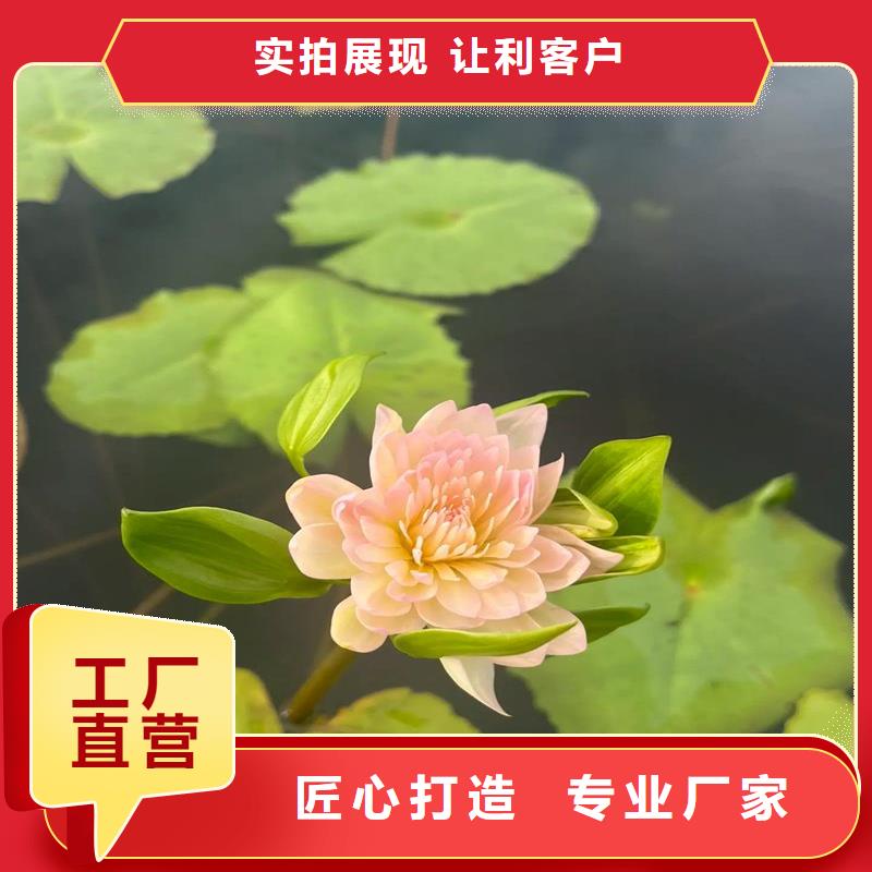 荷花苗荷花藕苗優(yōu)選廠商