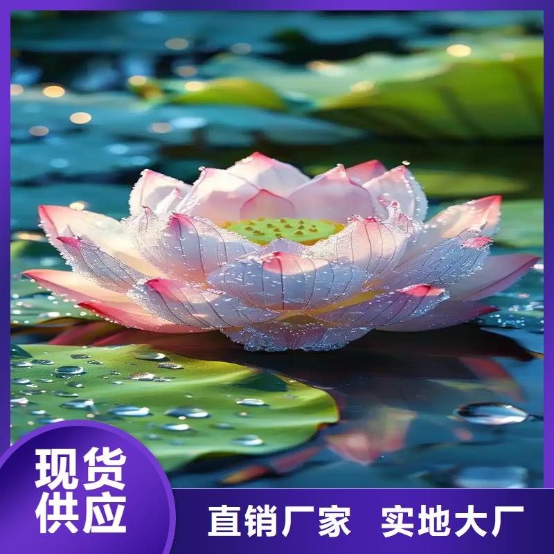 荷花苗零售備貨充足