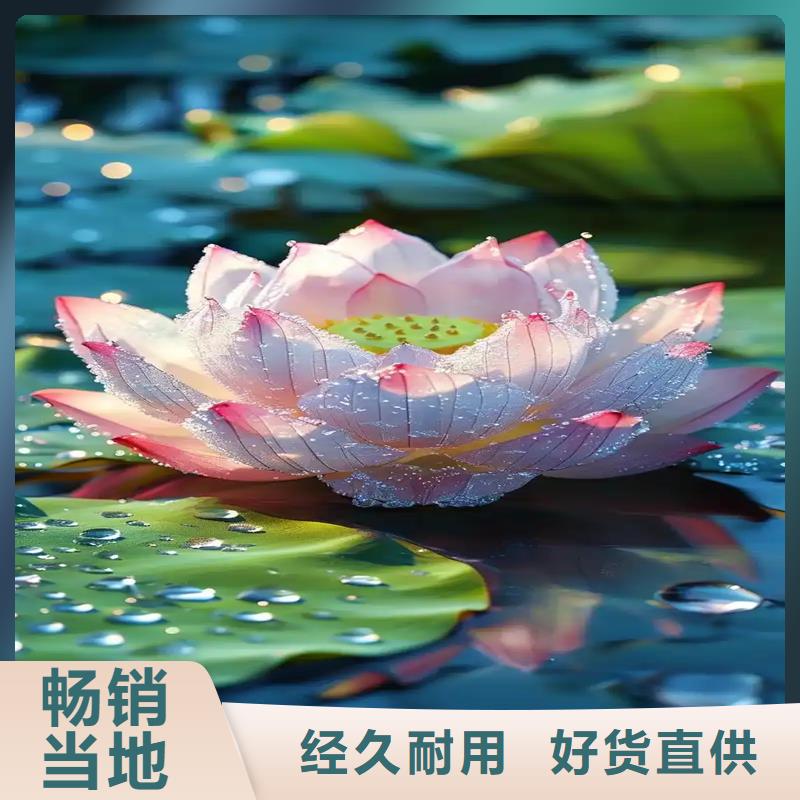 食用荷花苗-食用荷花苗供應(yīng)