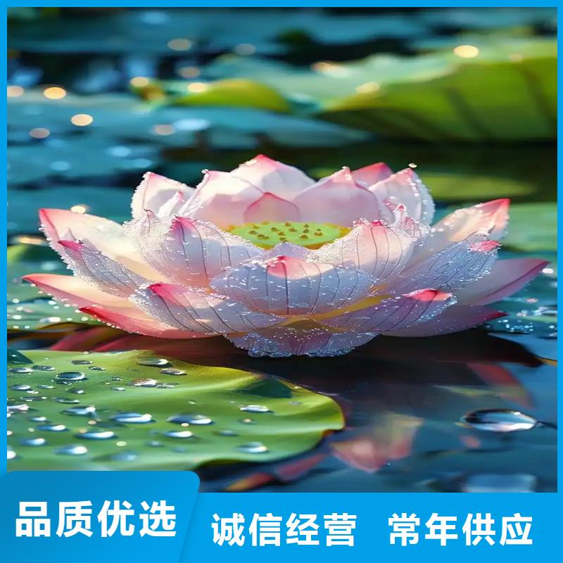 荷花苗_藕苗多種優(yōu)勢(shì)放心選擇