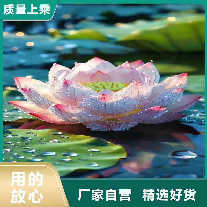 大型荷花苗多規(guī)格可選擇