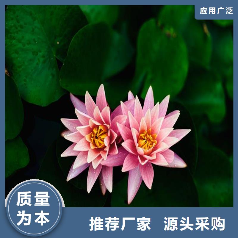 可定制的優(yōu)質(zhì)荷花苗實(shí)體廠家