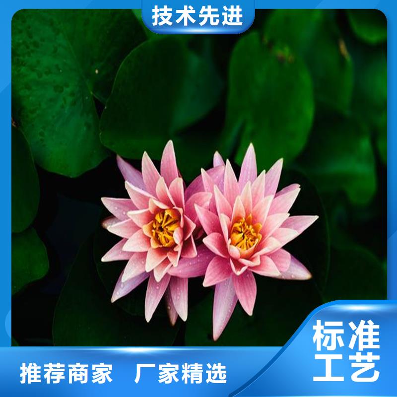 開花早荷花苗詳情電話咨詢