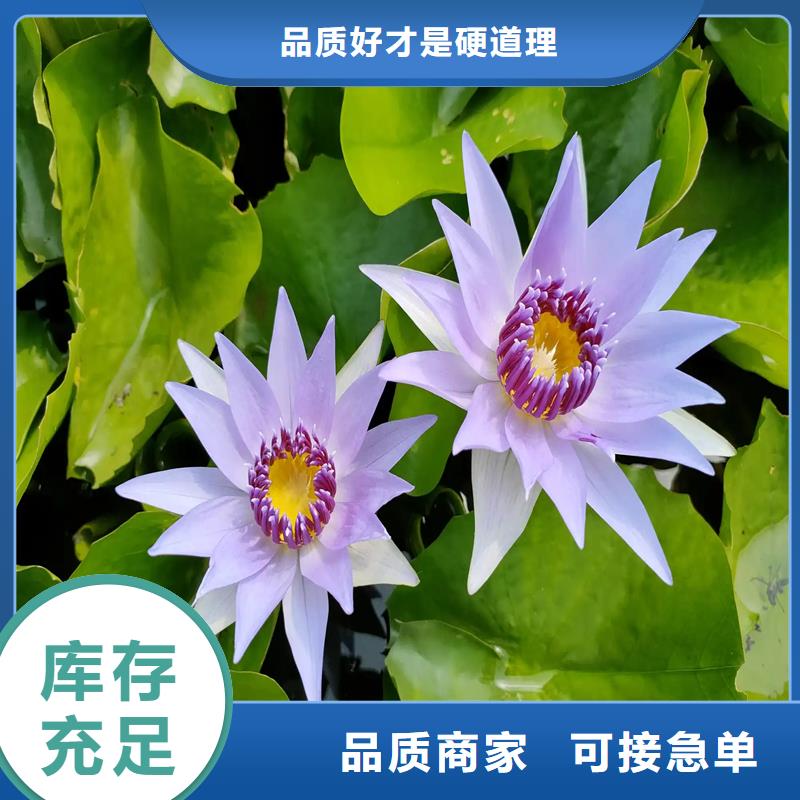 荷花苗城市水景企業(yè)-經(jīng)營豐富