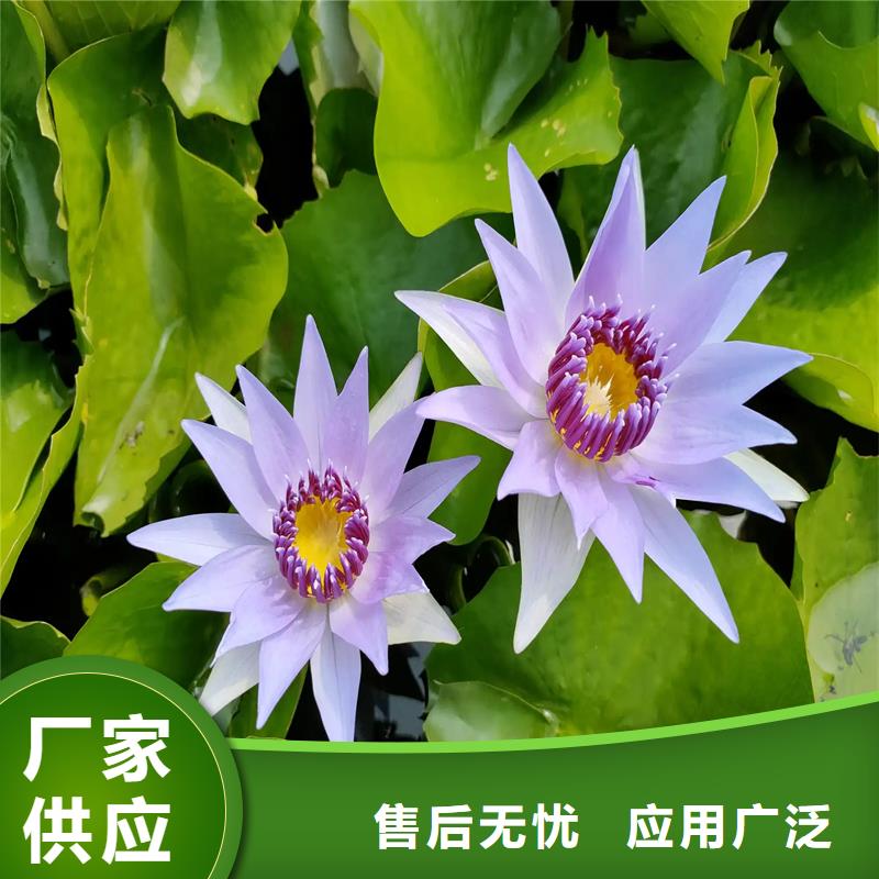 荷花苗定制服務(wù)廠家價(jià)格優(yōu)惠