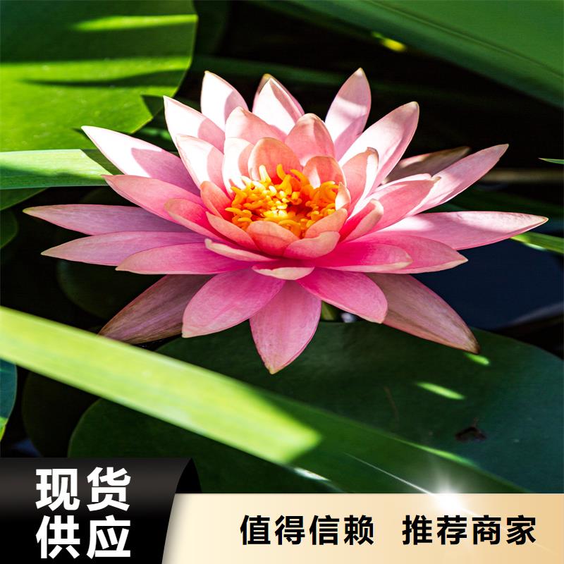荷花苗零售備貨充足